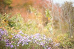 Symphyotrichum dumosum, rice button aster or bushy aster against background of autumn forest. Autumn background. last flowers. photo