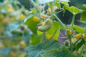 One white type angel cucumber on a bed among yellow flowers. Hybrid varieties of cucumbers in the garden. photo