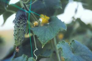 One green ripe cucumber on a bush among the leaves. Cucumber on the background of the garden. photo