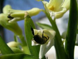 A bee collects nectar from white hyacinth photo