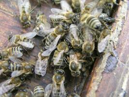 cluster requeening by bees, colony of bees. Bees took queen bee to cluster after replanting, wrong replacement. Working bees kill queen bee. photo