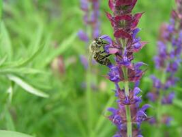 Bees collect nectar from the alpine sage. photo