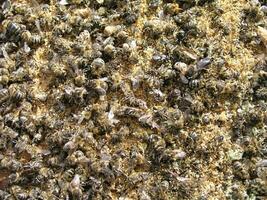 cientos de muerto abejas a el fondo de el colmena. foto