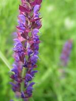 Bees collect nectar from the alpine sage. photo