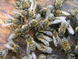 cluster requeening by bees, colony of bees. Bees took queen bee to cluster after replanting, wrong replacement. Working bees kill queen bee. photo