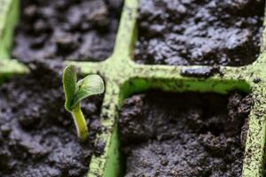 Young sprout new cucumber on a windowsill. Preparing for the gar photo