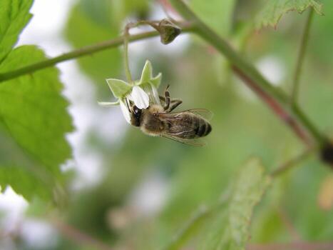 A bee collects pollen and nectar from Rubus idaeus, raspberry, red raspberry or occasionally as European raspberry flower. photo