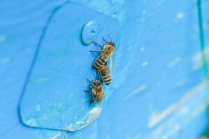 desde Colmena abejas de entrada arrastrarse afuera. abeja colonia guardias en azul colmena desde saqueo gotas de miel. foto