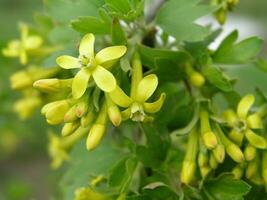 costillas aureum amarillo grosella, Clavo grosella, pruterberry y búfalo grosella amarillo flores foto