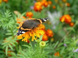 mariposa monarca recoge néctar desde caléndulas foto