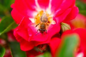 abeja en blanco Rosa. abeja cerca el pistilo Rosa. recoger polen desde jardín rosas. foto