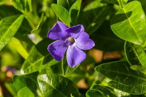 Purple Vinca, periwinkle flower. Natural background with spring flower. Periwinkle after the rain close-up. photo