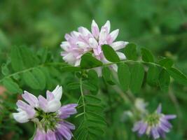 Securigera varia flower photo