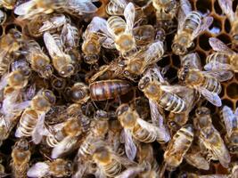 Queen bee in center. Honeybees in nest around queen bee. photo