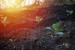 Sprouts of white cabbage in garden photo