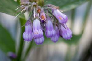 Symphytum officinale, other species of Symphytum, comfrey, Quaker comfrey, boneset, knitbone, consound, and slippery-root. Soft focus photo