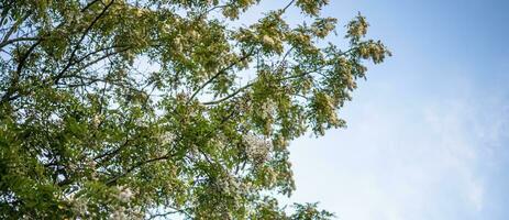 Branches with white flowers tree acacia Against blue sky. Blooming clusters of acacia. Honey spring plant. Branches of black locust, Robinia pseudoacacia, false acacia. Closeup, macro. Soft focus photo