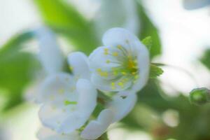 blanco con rosado flores de el Cereza flores en un primavera día en el parque foto