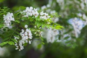 blanco flores árbol acacia. floreciente racimos de acacia. miel primavera planta. recoger néctar. planta con sano y delicioso Miel. foto