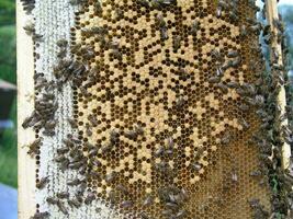 bees crawl around capping brood in brood chamber. newborn on bee wax drawn comb with honey and ambrosia. nurse bees around the young bees in sealed brood. photo