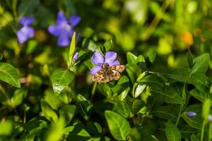 sick old butterfly with frayed wing collects nectar and pollen from purple vinca flower. photo