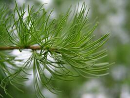 Young larch needles and shoots. The first greens in spring. photo