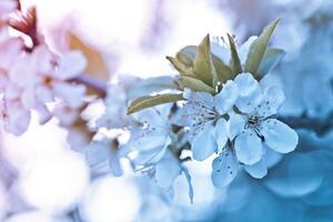 vintage background little flowers, nature beautiful, toning design spring nature, sun plants photo