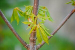 Modest chestnut new leaves in spring. Bright green leaves close up. Background for spring screensavers on phone. rebirth of nature. Blooming buds on trees. photo