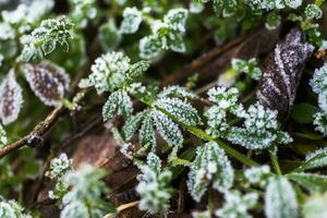 Leaves of grass, gallium cleaver covered with frost in late autumn. Ice crystals on green grass close up. photo