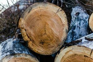 The cut piece of thick logs lying on the ground. Logging of old sick trees. photo