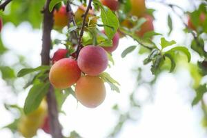 Cereza ciruela o myrobalan prunus cerasifera amarillo maduro drupa, fruta de piedra de en ramas de árbol en verano. huertos durante cosecha de frutas foto