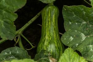 cucurbita pepo entre el arbustos en el jardín rodeado por hojas. verde no maduro calabaza en el jardín en aldea. ecológico agricultura. puro producto brotado en el sitio. foto