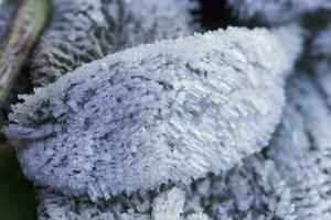 hojas de plantas cubierto con hielo cristales escarcha en suelo. primero heladas. frío estación. otoño frío. foto