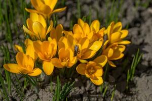 azafrán, azafrán o Croci ese floraciones en el prado. foto