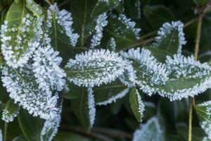 leaves of plants covered with ice crystals. Frost on ground. First frosts. Cold season. Fall cold. photo