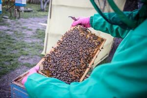 Inspection of bee families on apiary in spring Beekeeping concept. Soft focus photo