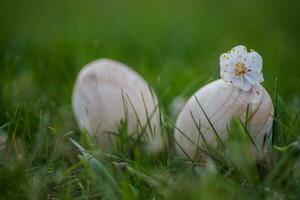 Two white Easter eggs with a branch of apricot in green grass. Easter background. Search for eggs at Easter. photo