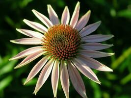 Raindrops on the tips of the petals Echinacea. Echinacea flower close-up on a background of wild flowers and the sky. Large garden daisy in the center for the background on the phone screen or monitor photo