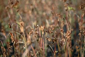 Buckwheat after frost. Frozen leaves and flowers of Buckwheat. Plants after sharp cold snap. Dead parts of plants after frost. destroyed crops, collapse of business. Problems of agronomy photo