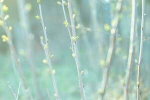 Spring background. green new spring buds on a tree branch in early spring.. The first spring leaves on bare tree branches. Blue tinting photo