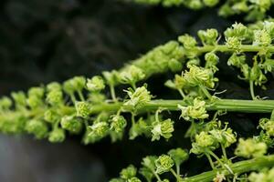 Reseda luteola, dyer's rocket, dyer's weed, weld, woold, yellow weed photo