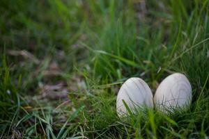 Two white Easter eggs with a branch of apricot in green grass. Easter background. Search for eggs at Easter. photo