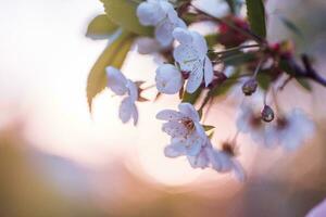 white flowers cherry tree. white flowers cherry tree. Flowers cherry tree blossomed. Honey and medicinal plants Ukraine. Flowering fruit trees. photo