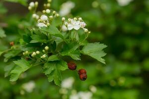 Crataegus sanguinea redhaw hawthorn white flowers and red berries on branches. Blooming Siberian hawthorn used in folk medicine to treat heart disease and reduce cholesterol in blood photo