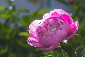 peony or paeony, Paeonia pink after rain in the sun. One peony flower in the flowerbed. photo