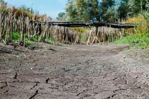 bottom of dry lake. Reeds along dry lake. Dry reeds by lake. Ukraine without water. photo