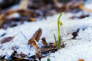 The first spring flowers white snowdrops in the forest illuminat photo