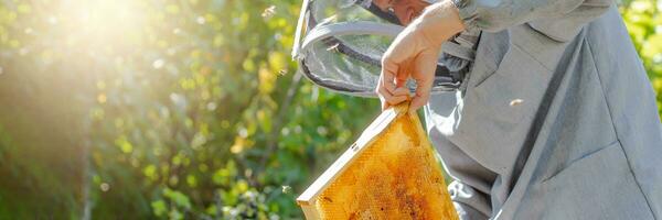 beekeeper swipes bees from frame, uniting bee family and puts frame with queen cells in apiary. Beekeeping. Beekeeper grey protective suit costume checks beehives with bees, caring for frames. photo