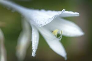 Hosta, hostas, plantain lilies, giboshi white flower with drop macro view. Background from hosta leaves. Perennial. photo