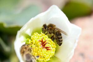 miel abeja recoge néctar y polen en temprano primavera desde eléboro, eléboros, helleborus floración plantas en el familia ranunculáceas. foto